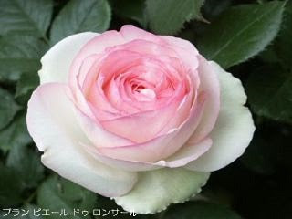 白 緑系の薔薇