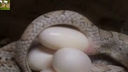 19+ Do Snakes Lay Eggs, Untuk Mempercantik Rumah
