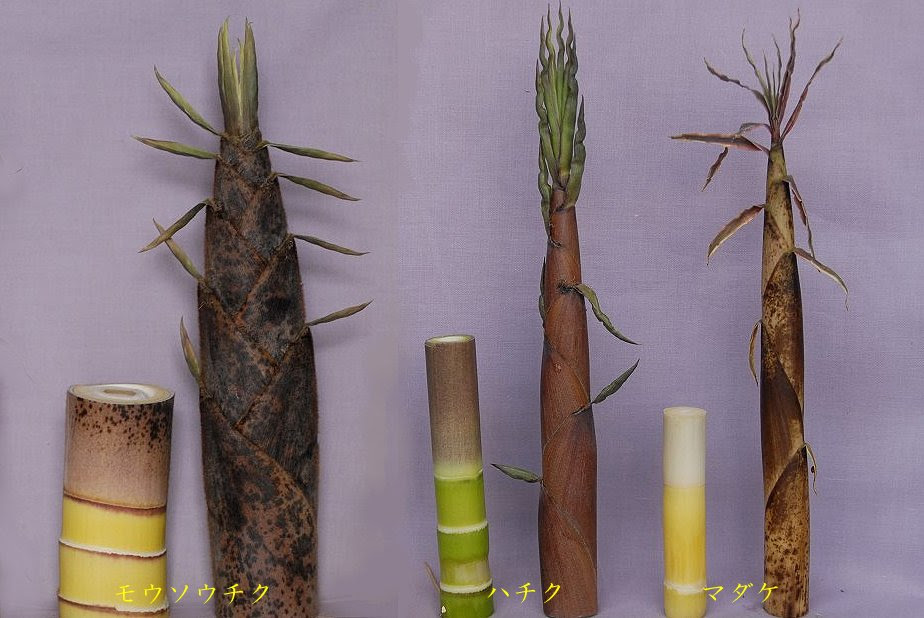 660 12 6 10 竹の比較 モウソウチク ハチク マダケ