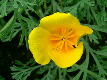 ３月１１日 誕生花と花言葉 みーこ S Diary