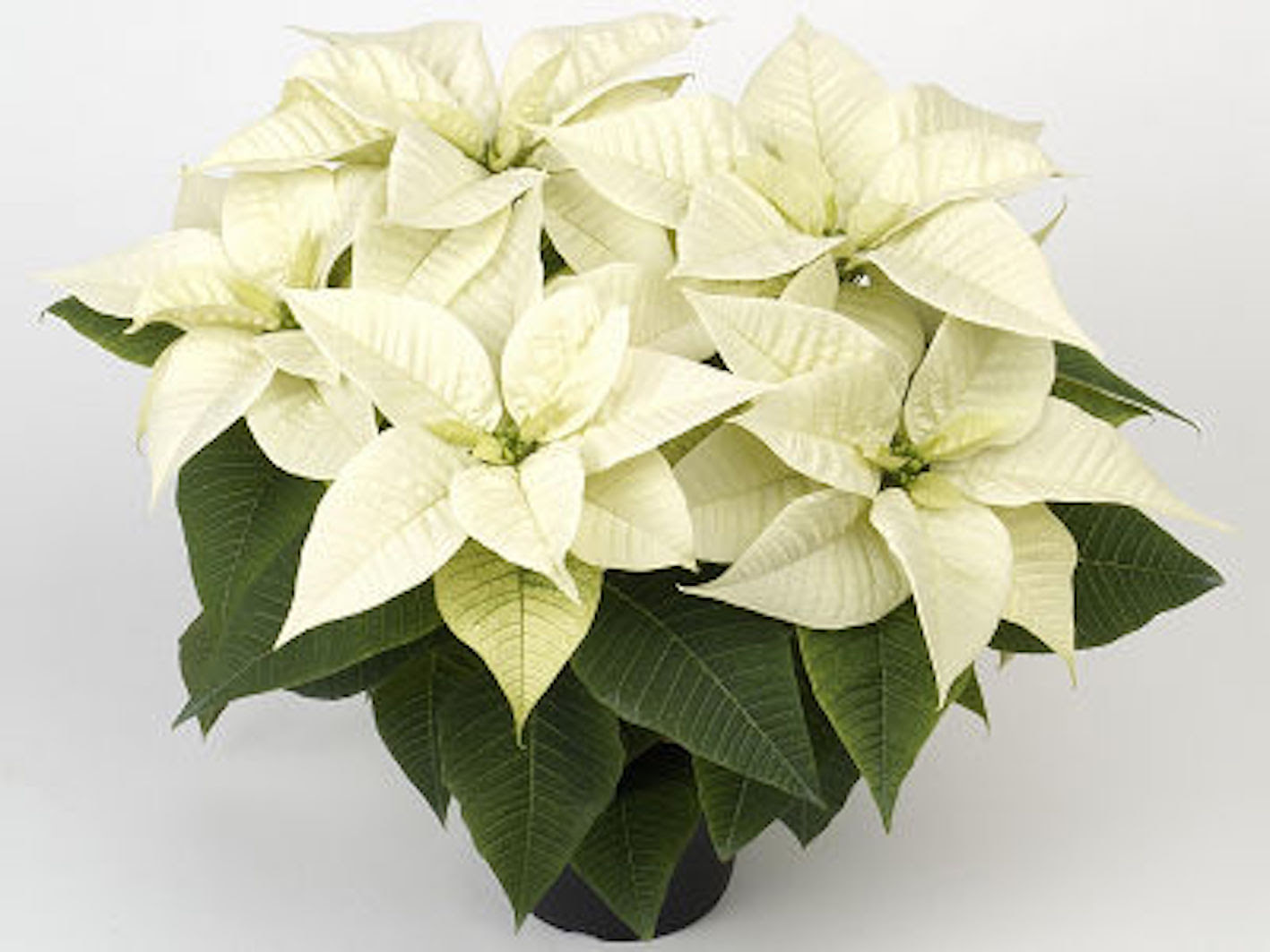 白いポインセチアの種類や名前について 植物navi