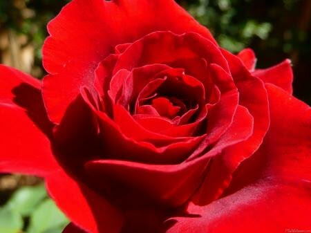 Bright Red Rose. flower wallpaper01 Desktop Wallpaper Collection: Flowers