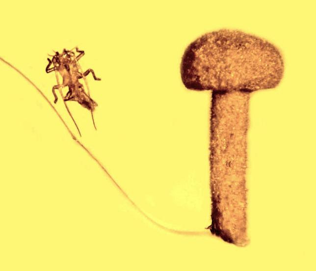 The exoskeleton or skin of a tiny insect, similar to a ''walking stick'' is shown beside a mushroom entombed in amber fossil which is dated from about 50 million years ago. Photo courtesy George Poinar, Jr/Oregon State University/Handout via REUTERS