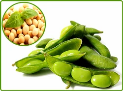 soy protein side effects