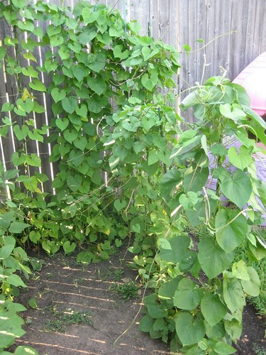 Morning Glories