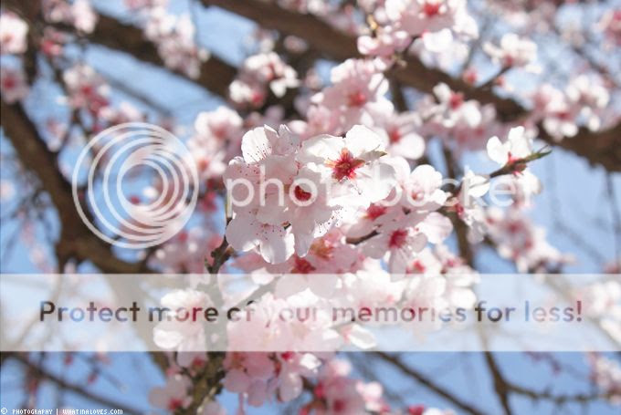 http://i402.photobucket.com/albums/pp103/Sushiina/cityglam/springoutfit2_zpsd6f57ded.jpg?t=1366059494