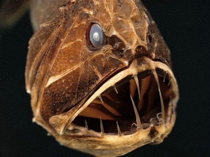 The Ugliest and Scariest Fishes (21 pics)