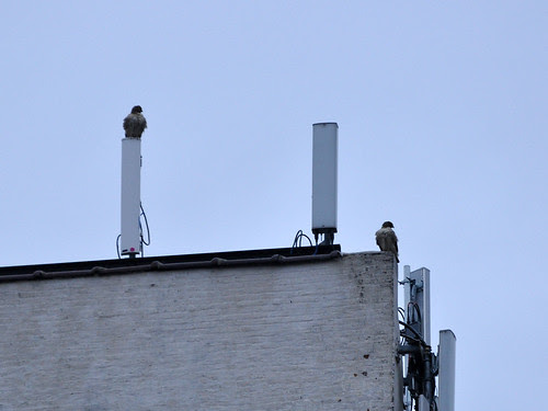 Red-Tails on 107th St.
