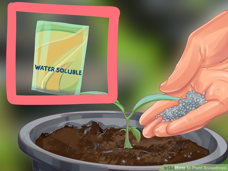 Plant Snowdrops Step 11.jpg