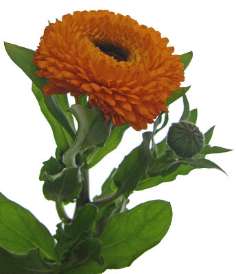 2月13日の誕生花 金盞花 キンセンカ