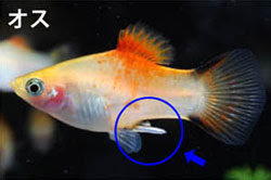 繁殖簡単 プラティ飼育 熱帯魚ショップトロピランド