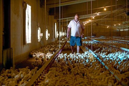 El ramader Joan Serra, divendres passat, a la seva granja avícola d'Artesa de Lleida, on aquest estiu està engreixant 90.000 pollastres.