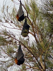 fruit bats