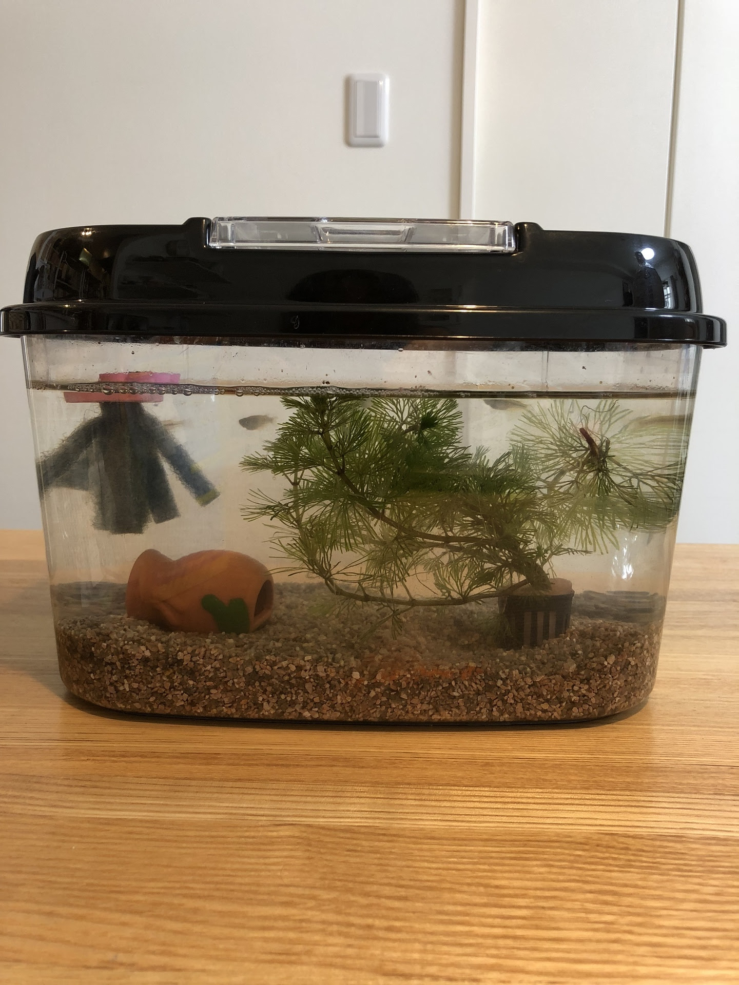 初めてのめだか飼育 最低限必要なものは 飼い方はどうする おすすめ飼育用品 Hugkumi 日々のはぐくみから