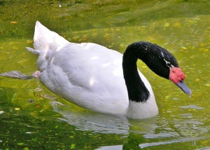black necked swan