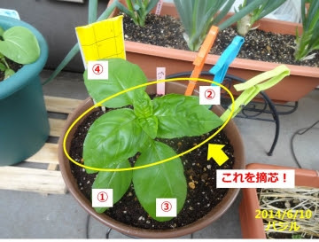 バジルを摘芯して収穫 早速食べたらやっぱりうまいっ あぐうのベランダ菜園で実験中
