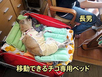 期間 化学薬品 電気 老 犬 布団 Kibimaruton Jp