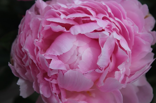 花の王様 牡丹 ぼたん の花言葉と特徴 高貴なる女性の象徴 葬の助