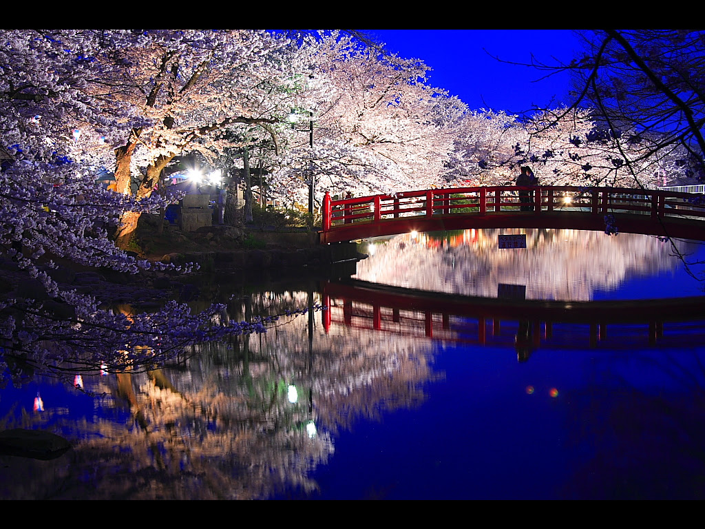 70以上 夜桜 壁紙 ただ素晴らしい花