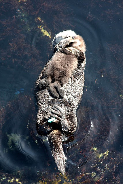 Sea Otters, Monterey
