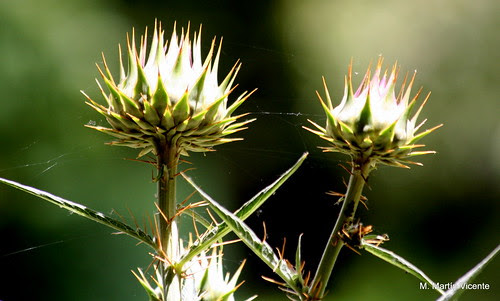 algunas flores