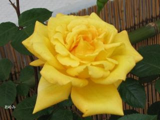 黄系の薔薇
