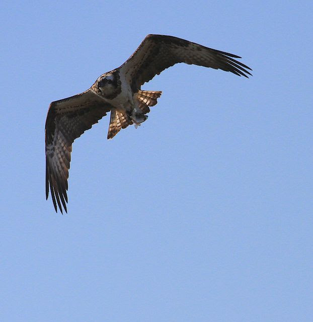里山の野鳥たち ミサゴは魚を捕るちょっと特異なタカ 里山の風に吹かれて