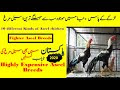 10 Different Breeds of Aseel | Aseel murga | Fighter aseel