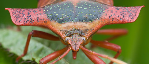 Pygoplatys sp shield bug from Danum Valley IMG_9101 pano copy