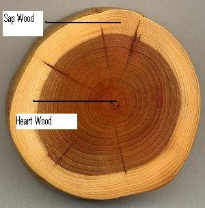 properties  wood  papermaking