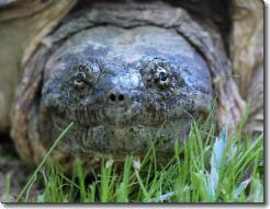 Snapping turtle in the back yard