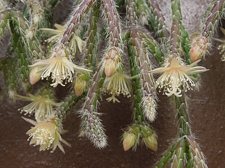 リプサリス ピロカルパの花 多肉植物