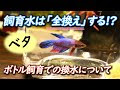 √1000以上 ベタ 水 換え 125876-ベタ 水 換え方