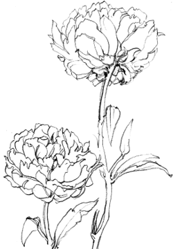 田熊 順 絵画教室 しゃくやく 水彩画 塗り絵で描く 塗り絵で癒し 風景画 花の絵