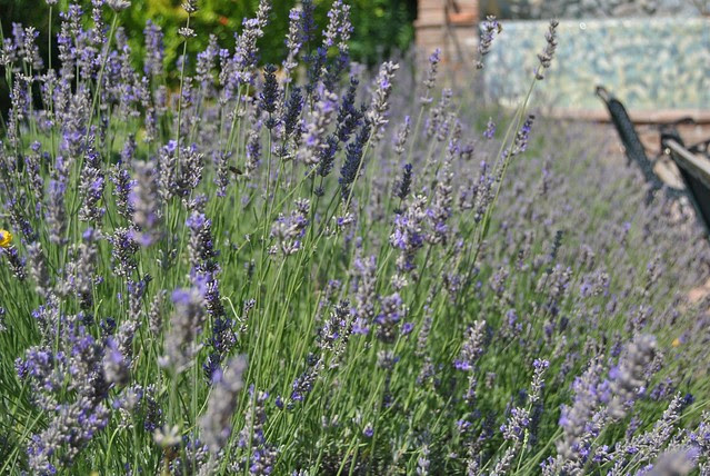 Lavender
