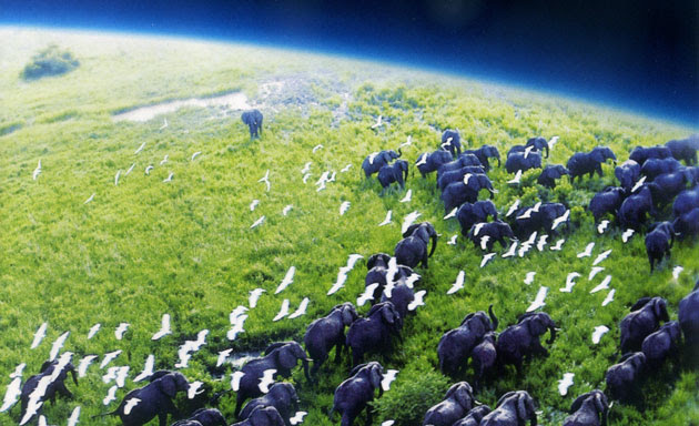 The cover for BBC's 'Planet Earth'