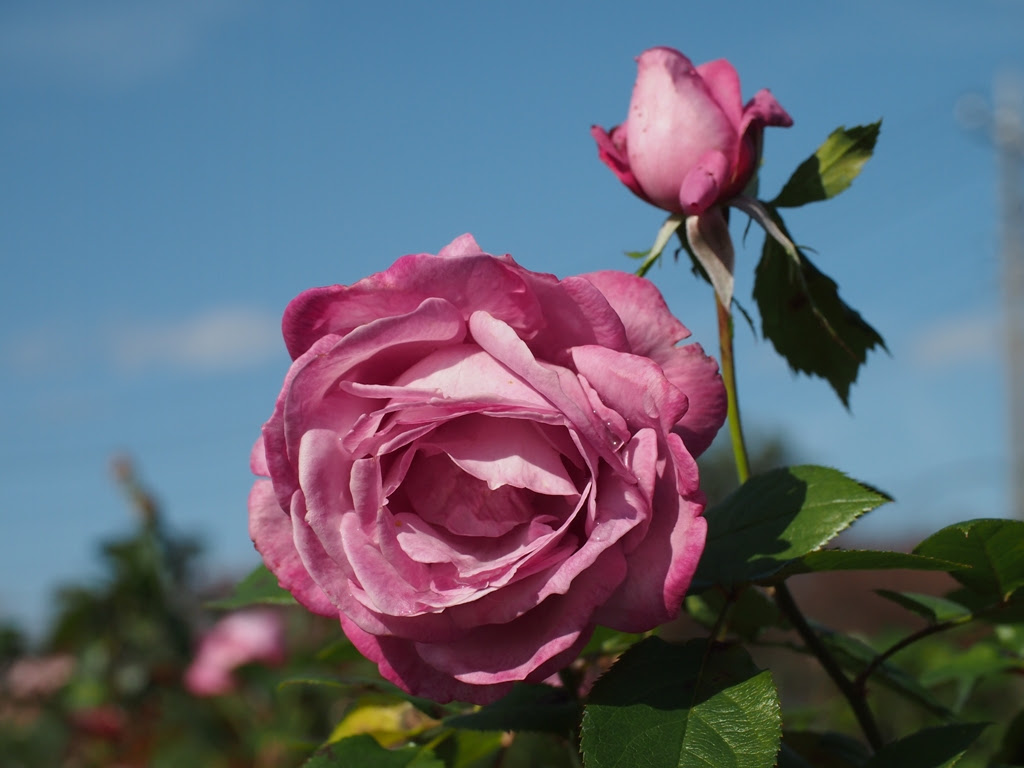 花 月 星 ブルーリバーという薔薇