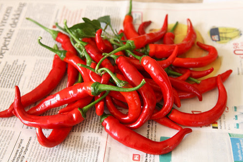 harvest from one little plant...