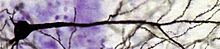 220px-Neuron_upclose