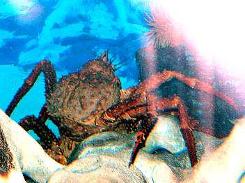 素人が作ったお魚図鑑 十脚目抱卵亜目異尾下目タラバガニ科イバラガニ属イバラガニモドキ