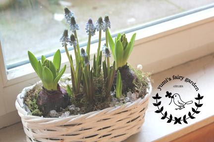 球根寄せ植え その後 Yumi S Fairy Garden