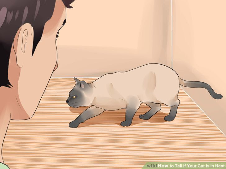 Tell if Your Cat Is in Heat Step 5 Version 2.jpg