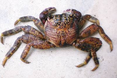 海の生き物たち 宮古島から移住して 楽天ブログ