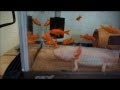 [10000印刷√] ウーパールーパー 魚 混泳 246350-ウーパールーパー 魚 混泳 マイクラ