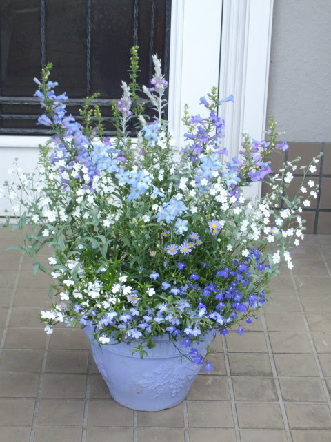 初夏のブルー系の花いっぱい寄せ植え マーガレットクラブ