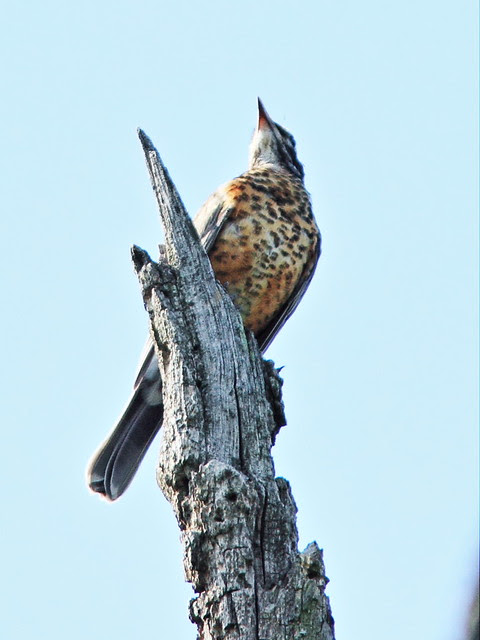American Robin juvenile 20130815