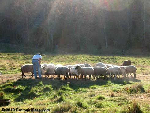 Feeding Time 4