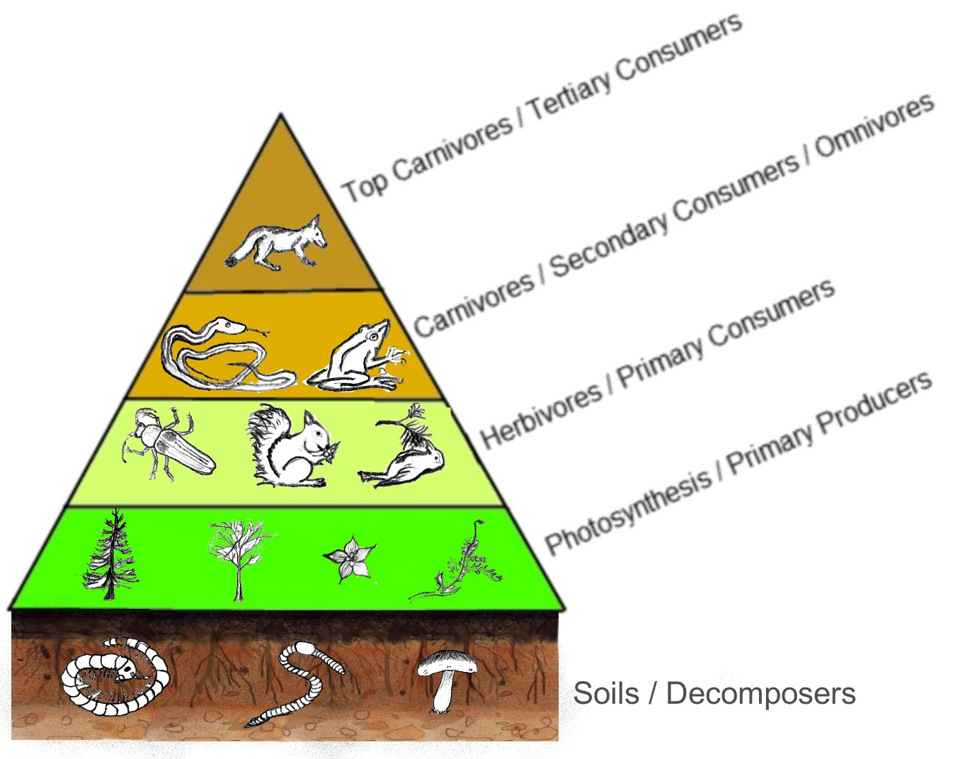 diagram grasshopper for the encyclopedia free  Wikipedia, File:Trophiclevels.jpg