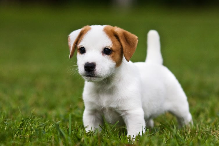 15 Cutest Puppies That Will Melt Your Heart - Barking Royalty