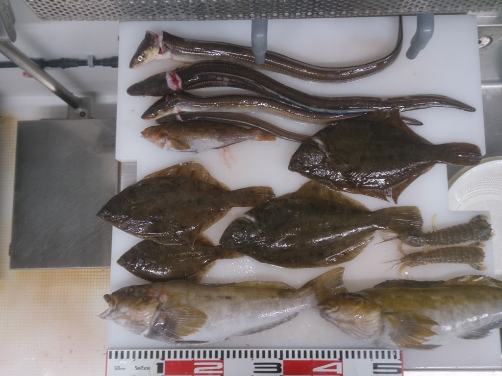 色々釣れる 小名浜でぶっこみ マコガレイにデカアイナメとデカアナゴ いわき海洋調べ隊 うみラボ 公式サイト